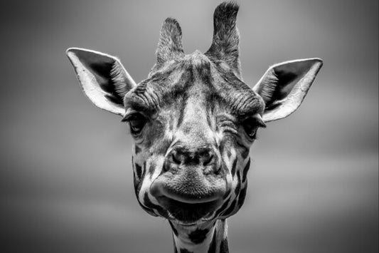 Close-up of Giraffe face