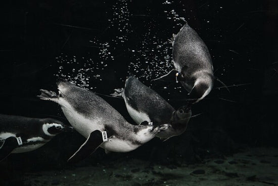 Black and white picture of penguins swimming under water.