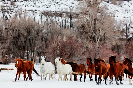This stunning canvas print captures the raw beauty of wild horses in their natural habitat, standing strong and free amidst the serene winter landscape. With majestic mountains in the distance, this piece is a perfect addition to any nature lover's collection, bringing the spirit of the great outdoors into your home.