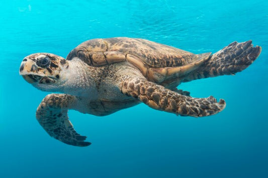Serene Journey: Sea Turtle Close-Up