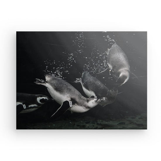 Black and white picture of penguins swimming under water.